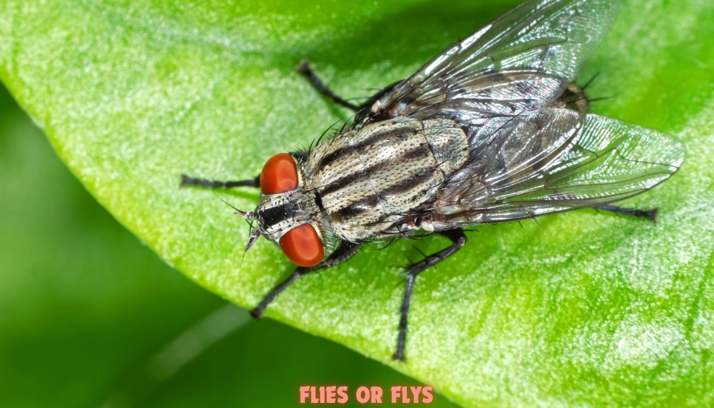 Flies or Flys